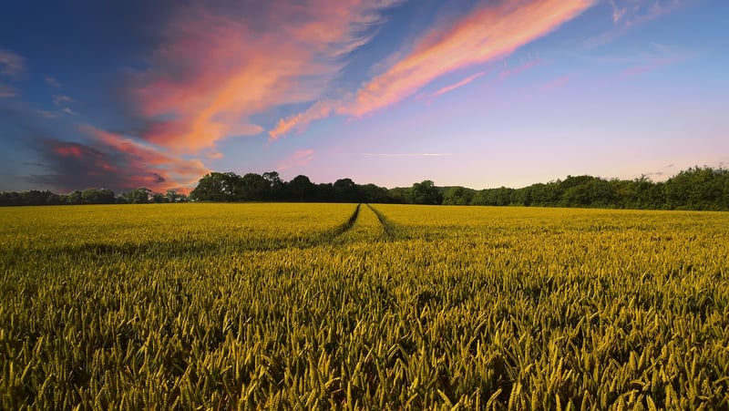 Farm Agriculture Field