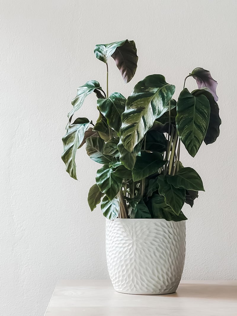 Wall Planter Image 3