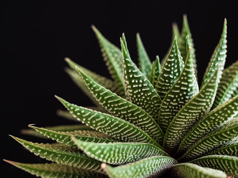 Succulent Plant